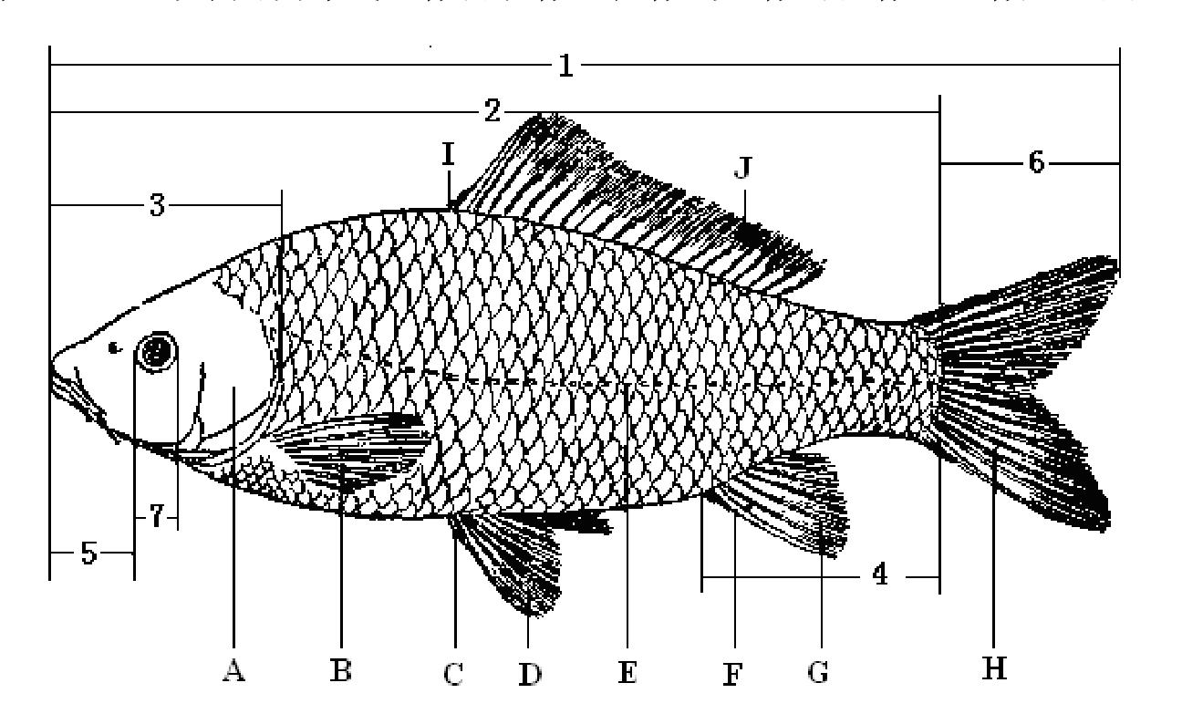 鱼外部形态观察与测量