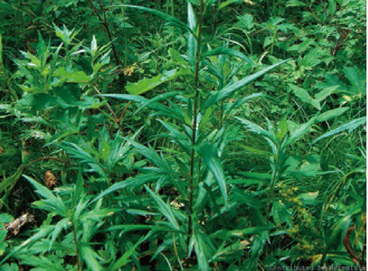 白苞蒿-神农架植物-图片