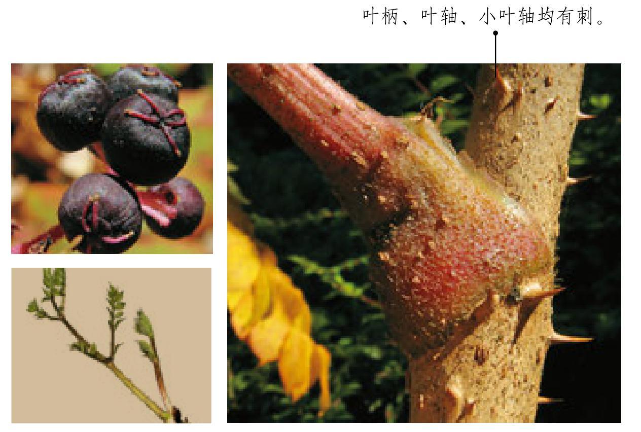 山野寻奇——刺龙芽 - 中国自然保护区生物标本资源共享平台