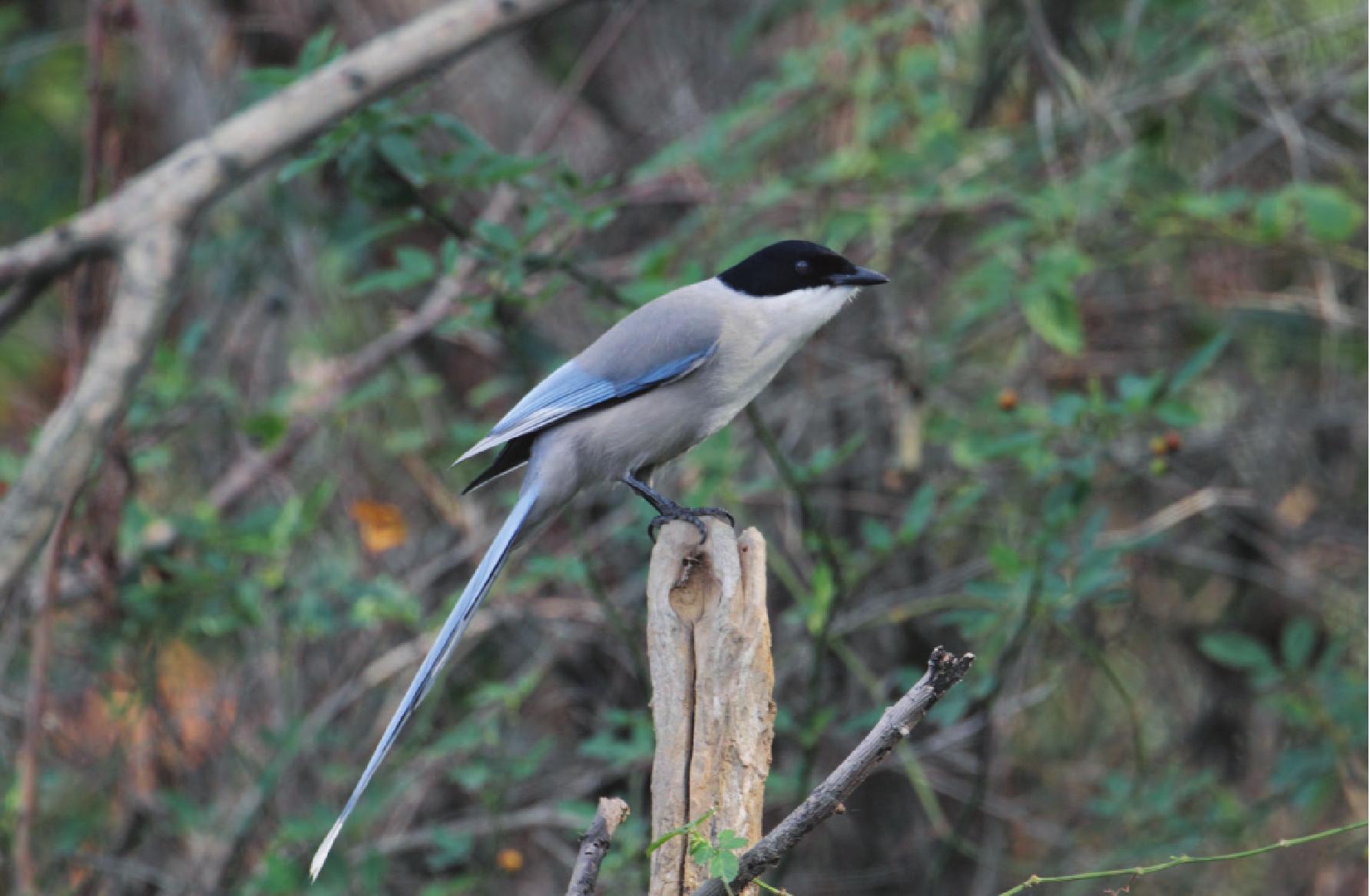 灰蓝山雀 - Azure Tit - Cyanistes cyanus 介绍_多鸟元素,为鸟类提供一个家