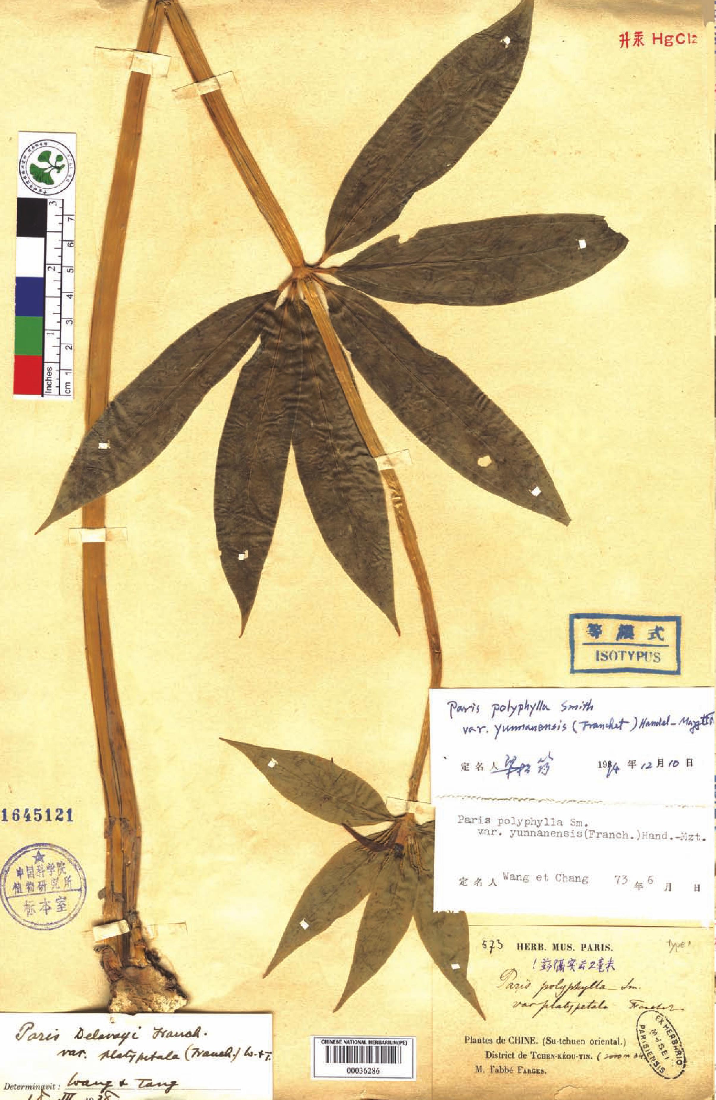 科学网—20220217——七叶一枝花（Paris polyphylla Smith） - 栗茂腾的博文