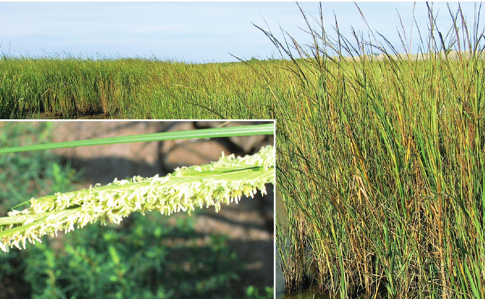 求米草-中国湿地植物-图片