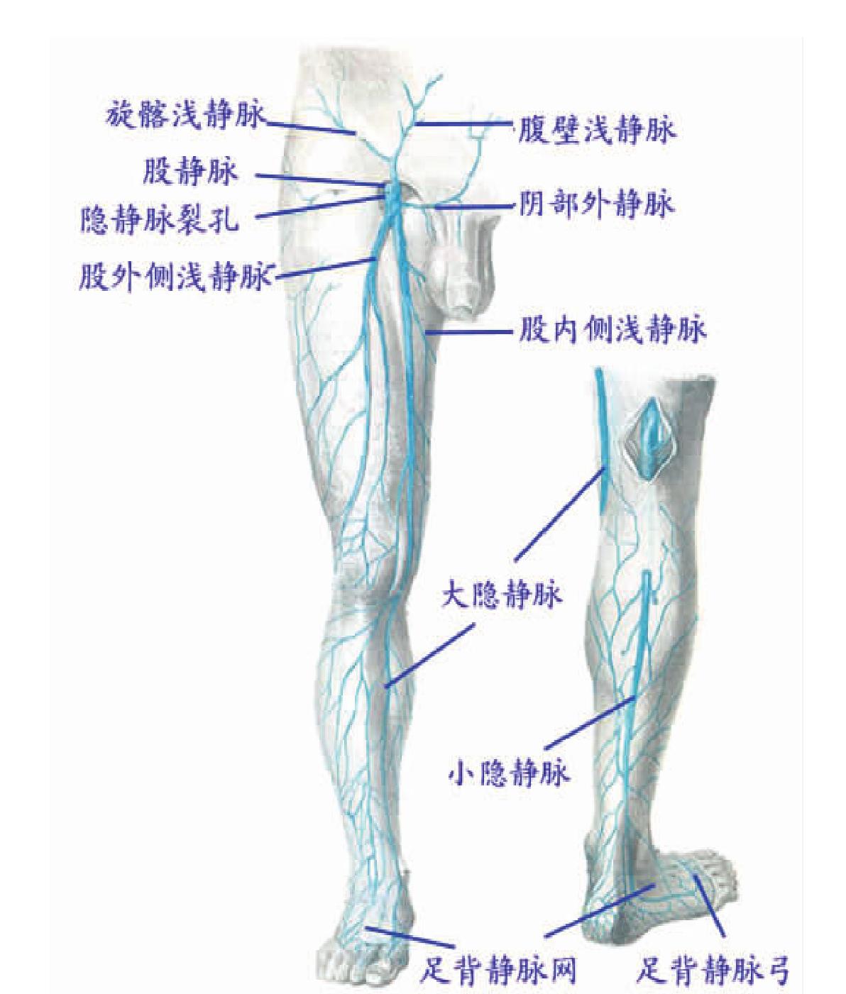 七、四肢各关节功能位的摆放-临床医学-医学