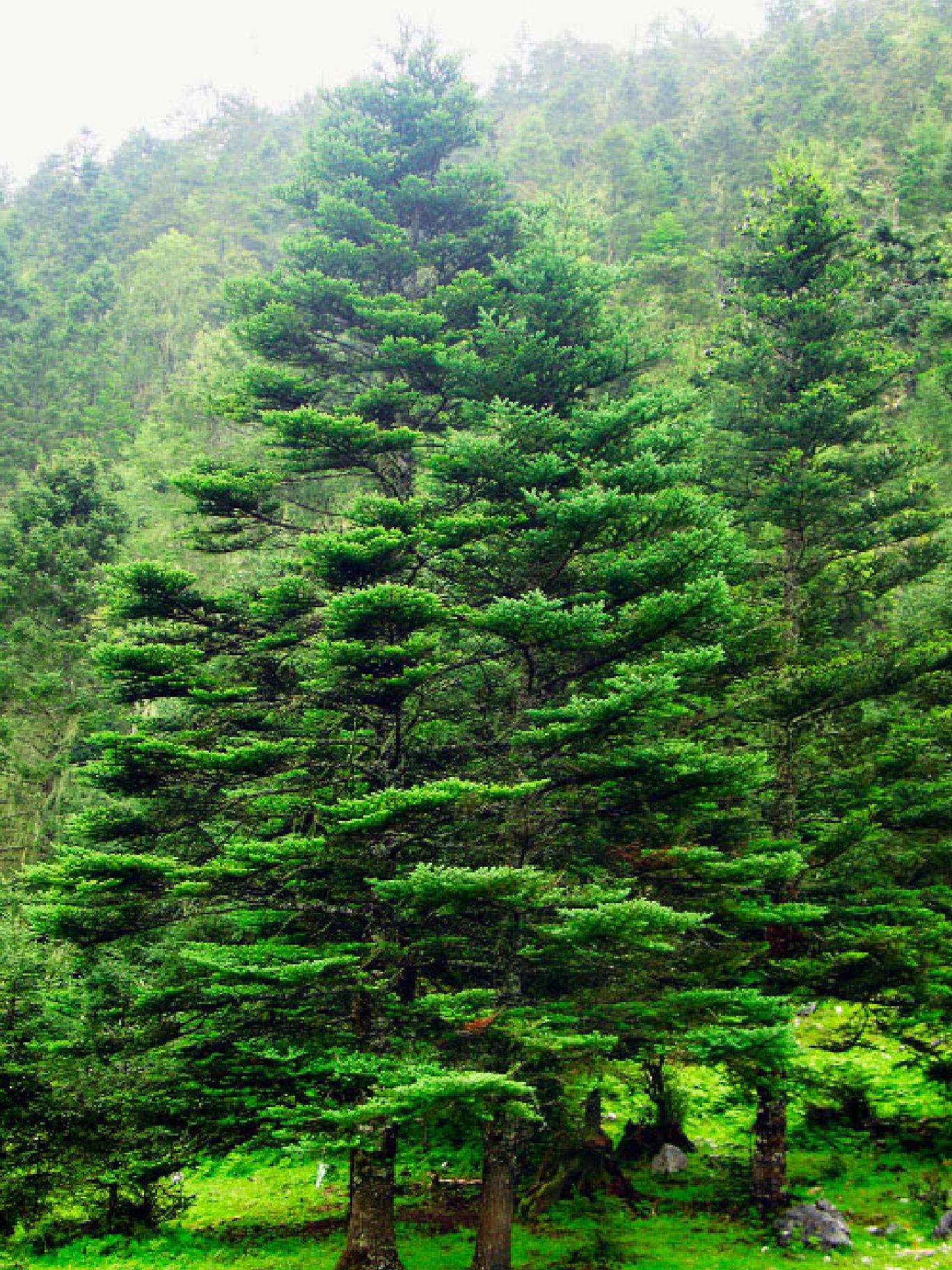 红皮云杉-北方园林观赏树木-图片