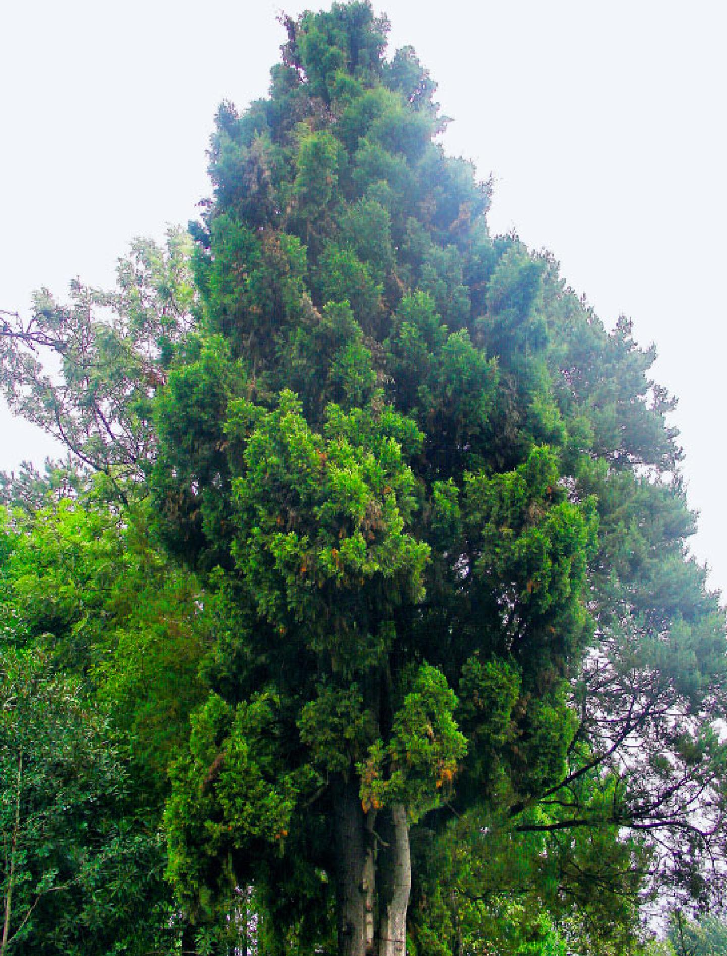 200 多张免费的“柏树”和“自然”照片 - Pixabay