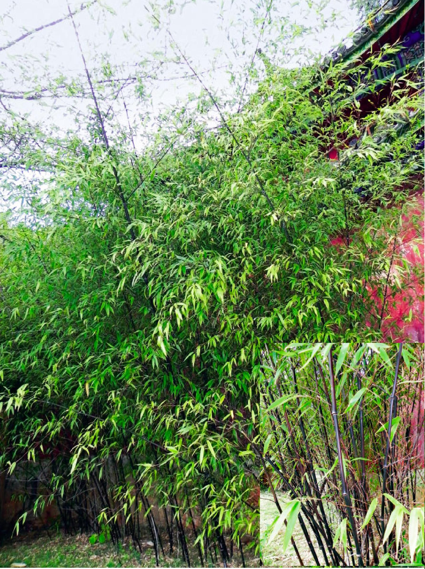 紫竹-东北观赏树木-图片