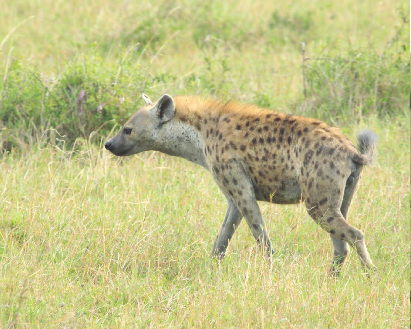 南非克鲁格国家公园的斑点鬣狗高清摄影大图-千库网