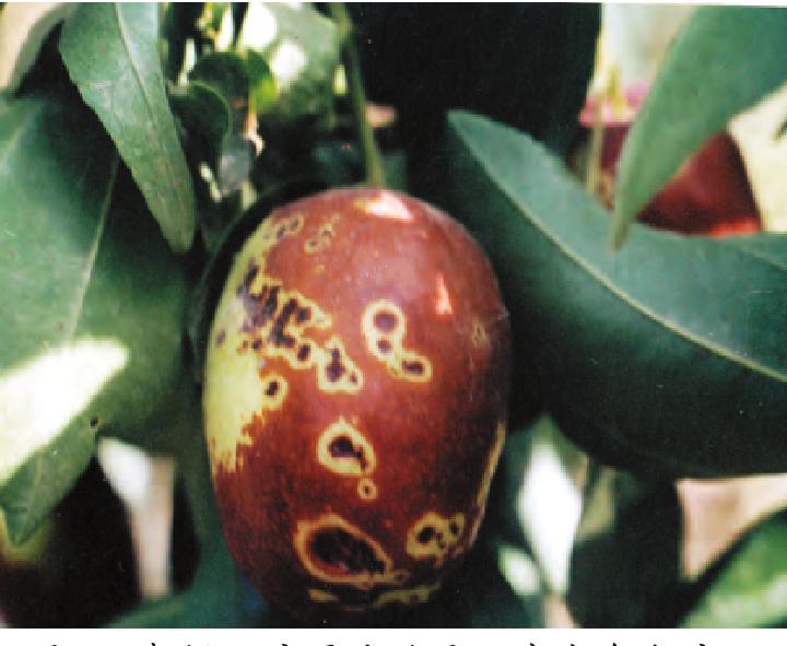 枣树常见病虫害图谱图片