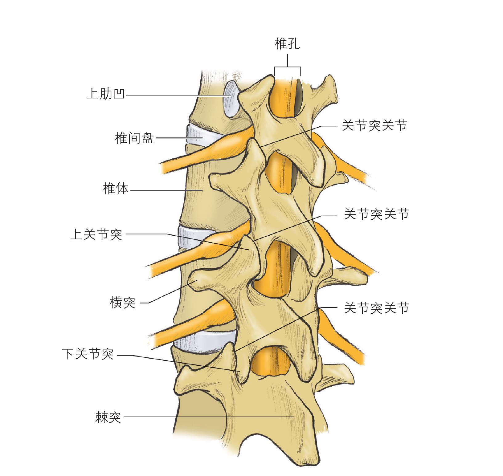 脊柱解剖