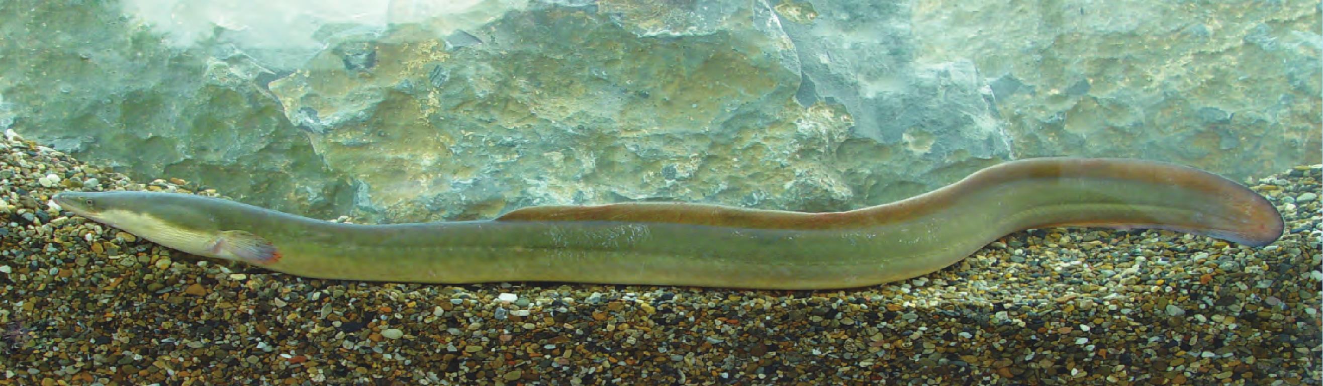 黄河鳗鲡图片
