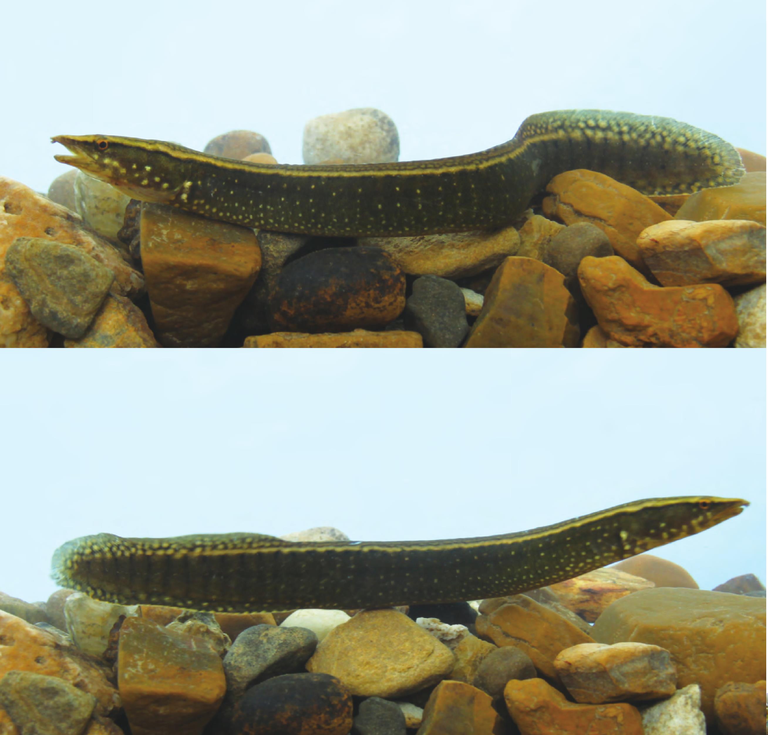 刺鳅 Mastacembelus aculeatus - 物种库 - 国家动物标本资源库