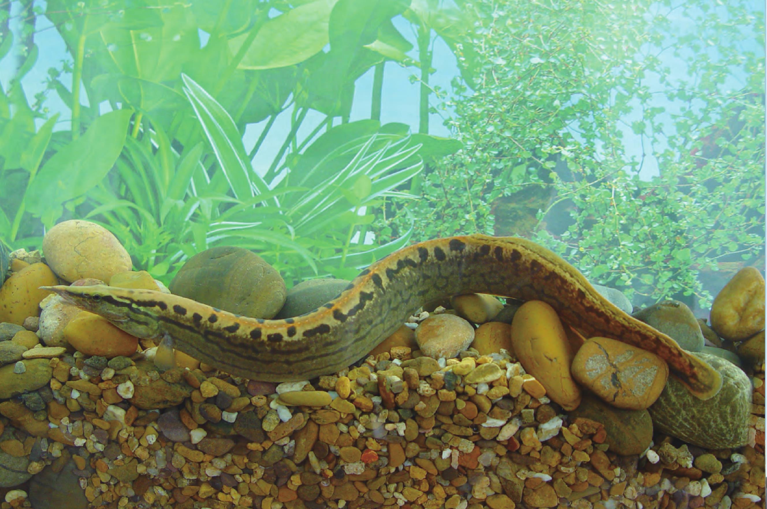 大刺鳅-江西水产经济动物-图片