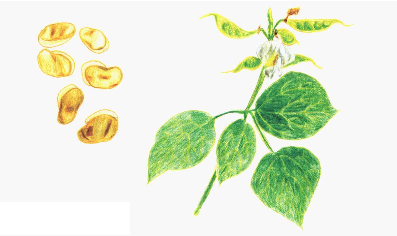 扁豆的种植方法和时间 - 花百科