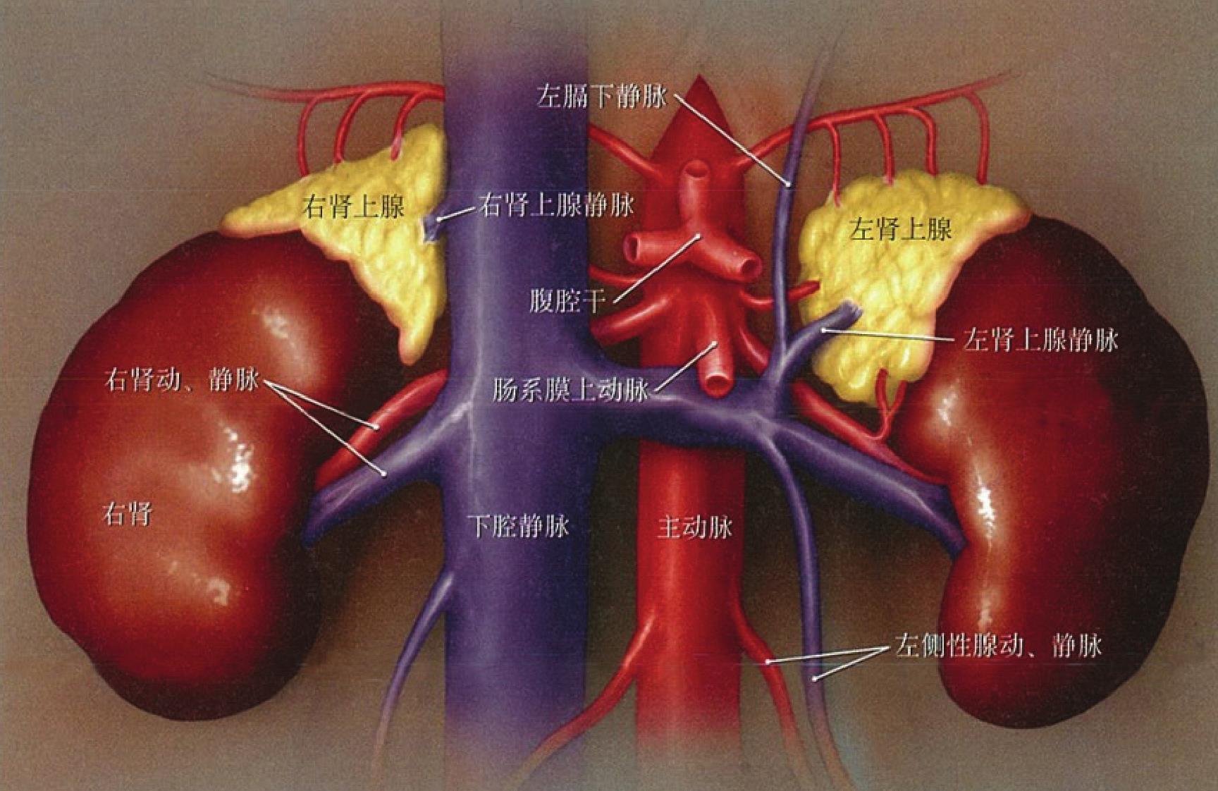 肾在人体的哪个位置？
