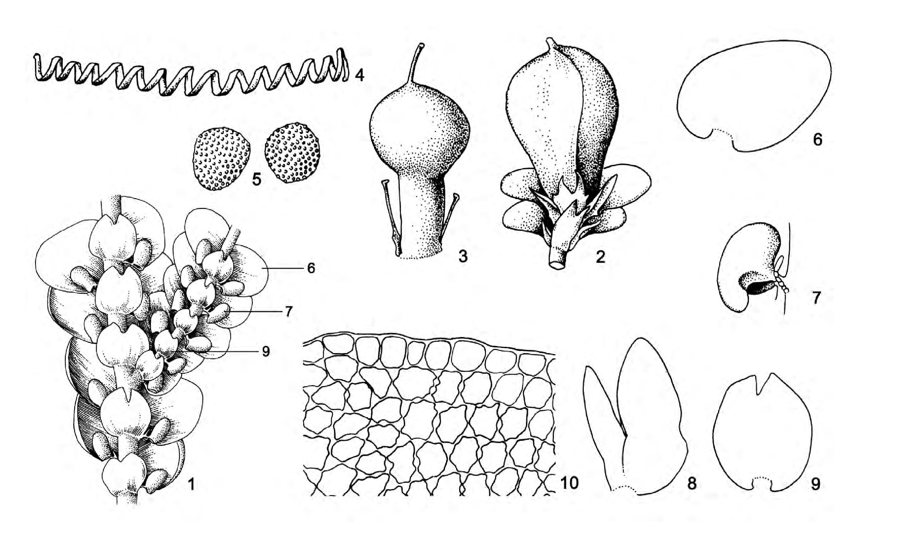 1.苔纲(Hepaticae)的形态结构特征