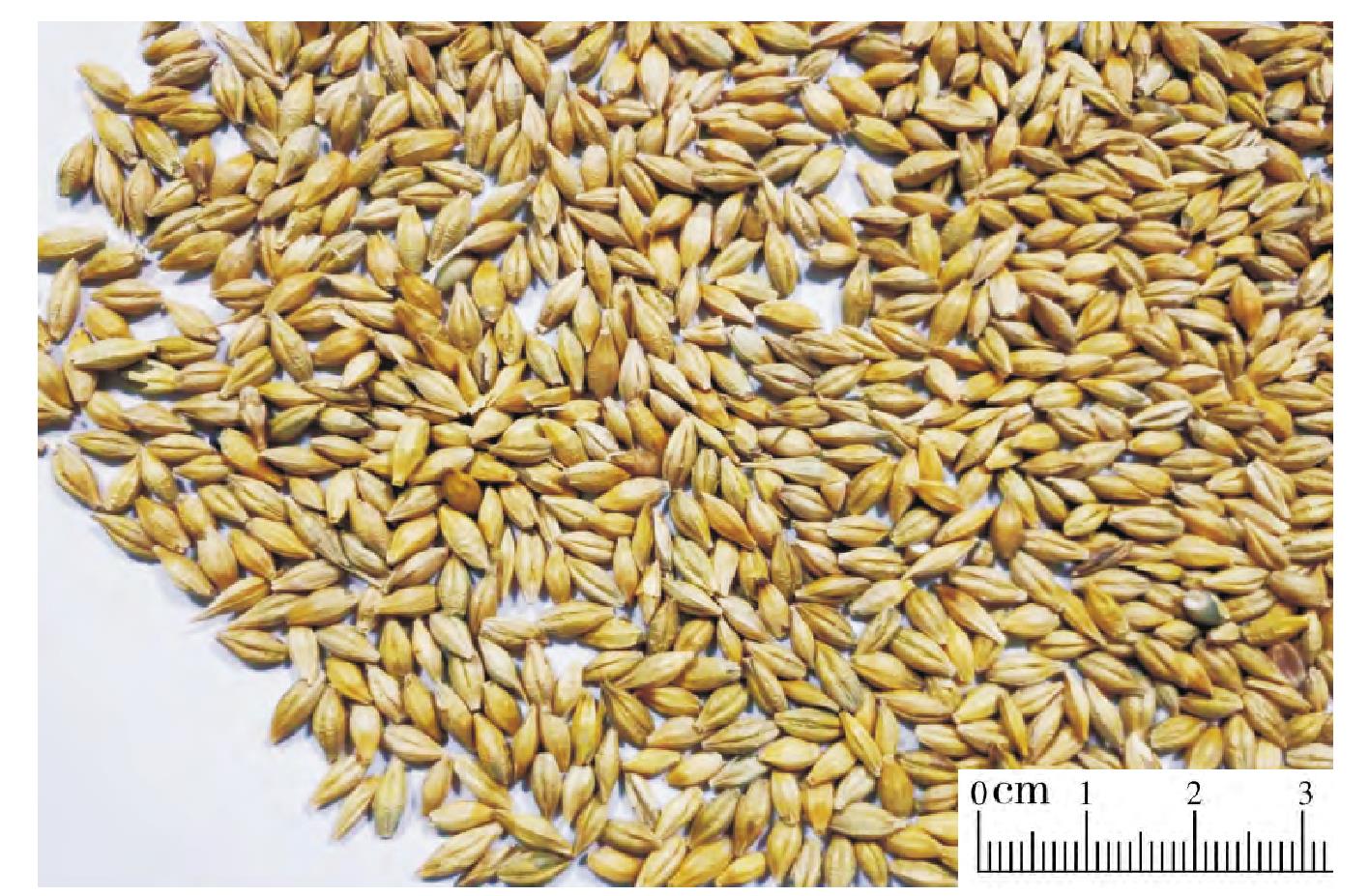 成都生物所在小麦穗型形成的遗传基础解析方面取得进展----中国科学院成都生物研究所