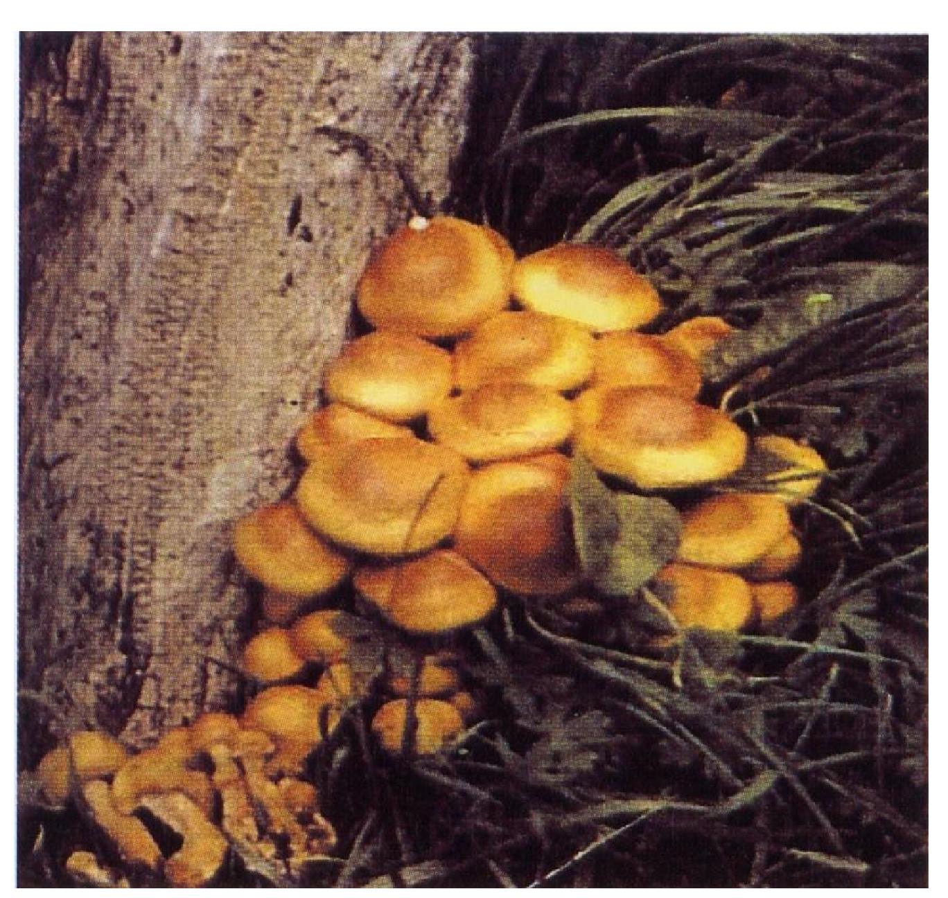 东北特产长白山榛蘑蘑菇图片素材-编号23932478-图行天下