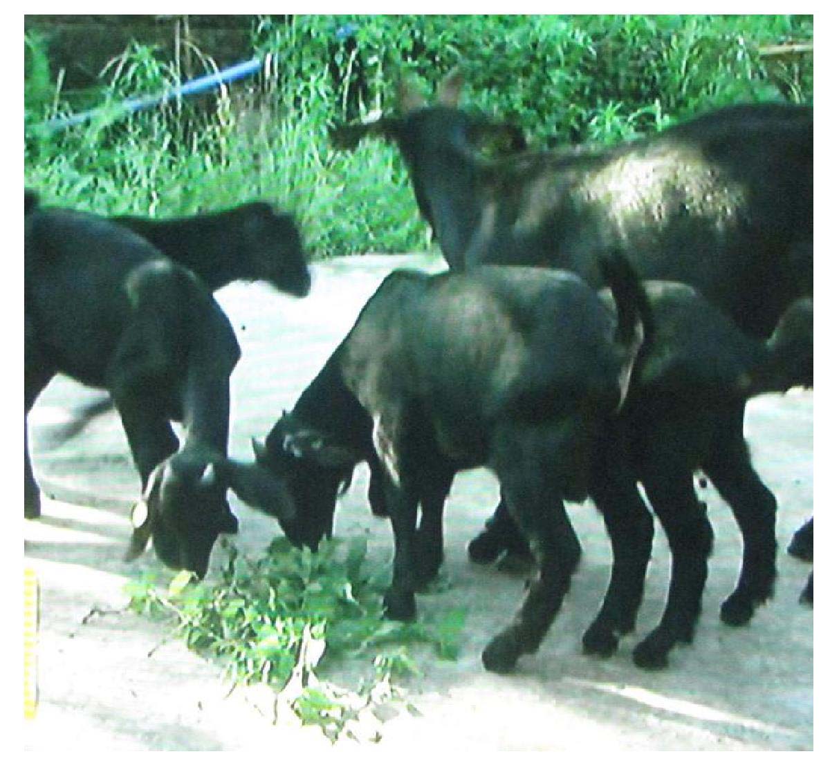 黑山羊摄影图__家禽家畜_生物世界_摄影图库_昵图网nipic.com