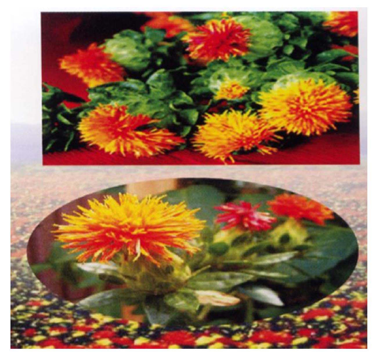 伊朗藏红花 西红花长丝西藏番红花圆丝藏红花礼盒装一件代发-阿里巴巴