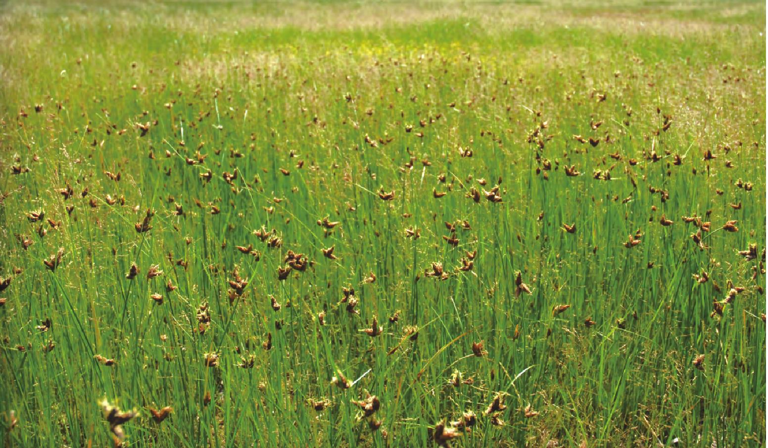 禾秆蹄盖蕨-神农架植物-图片