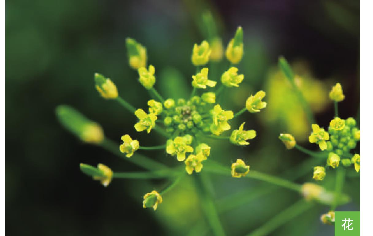 科学网—20211127——粗根韭（Allium fasciculatum Rendle） - 栗茂腾的博文