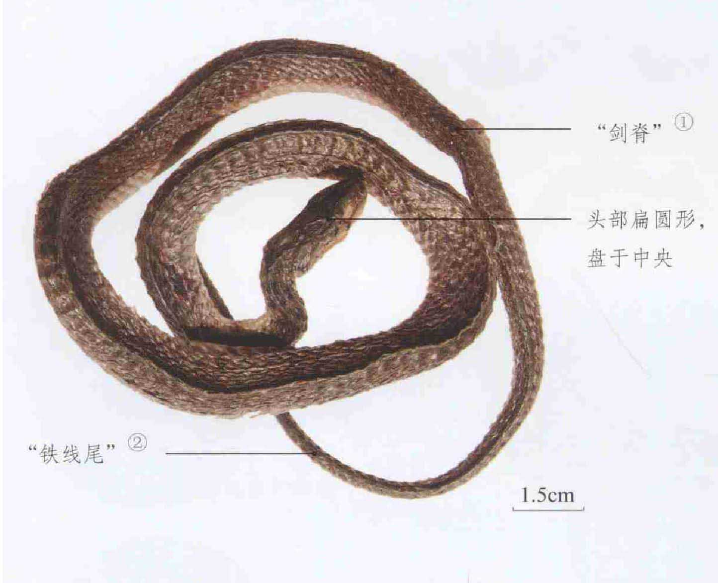 乌梢蛇-云南野生珍稀动物-图片