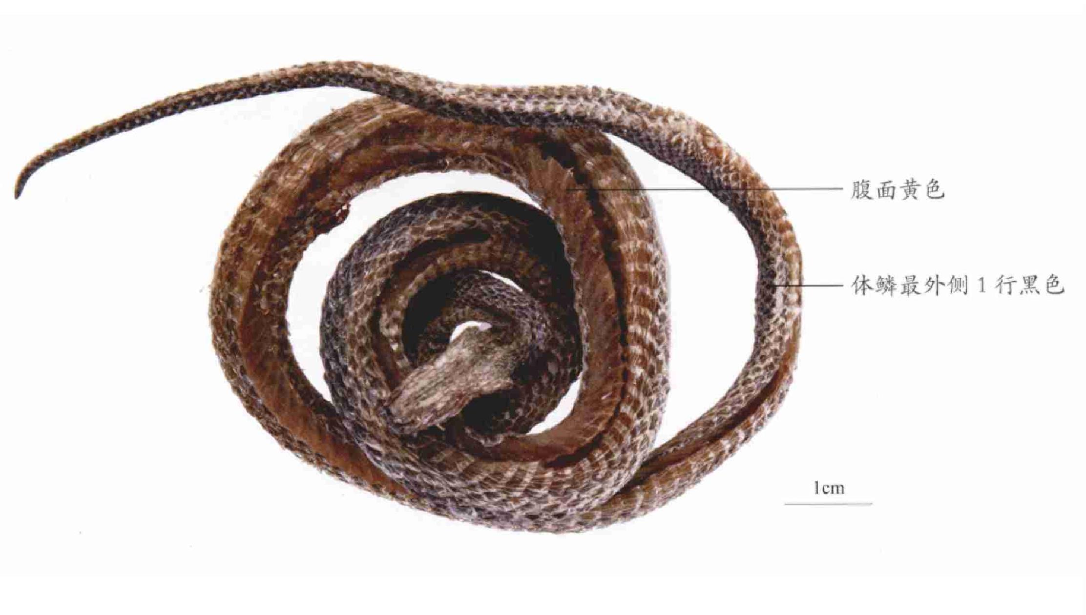 中国水蛇-非法贸易野生动物与制品鉴别-图片