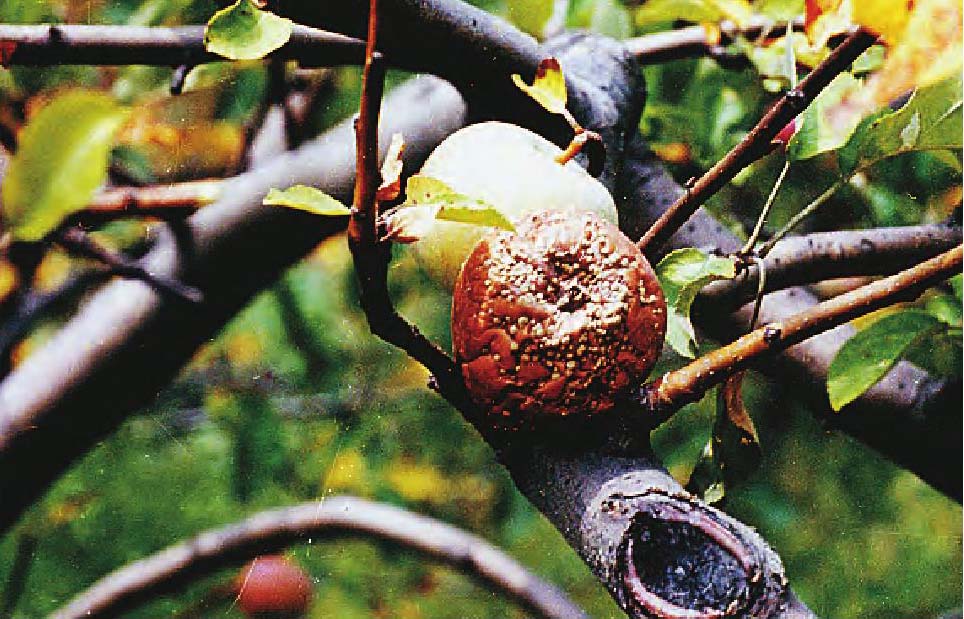 (六)苹果褐腐病