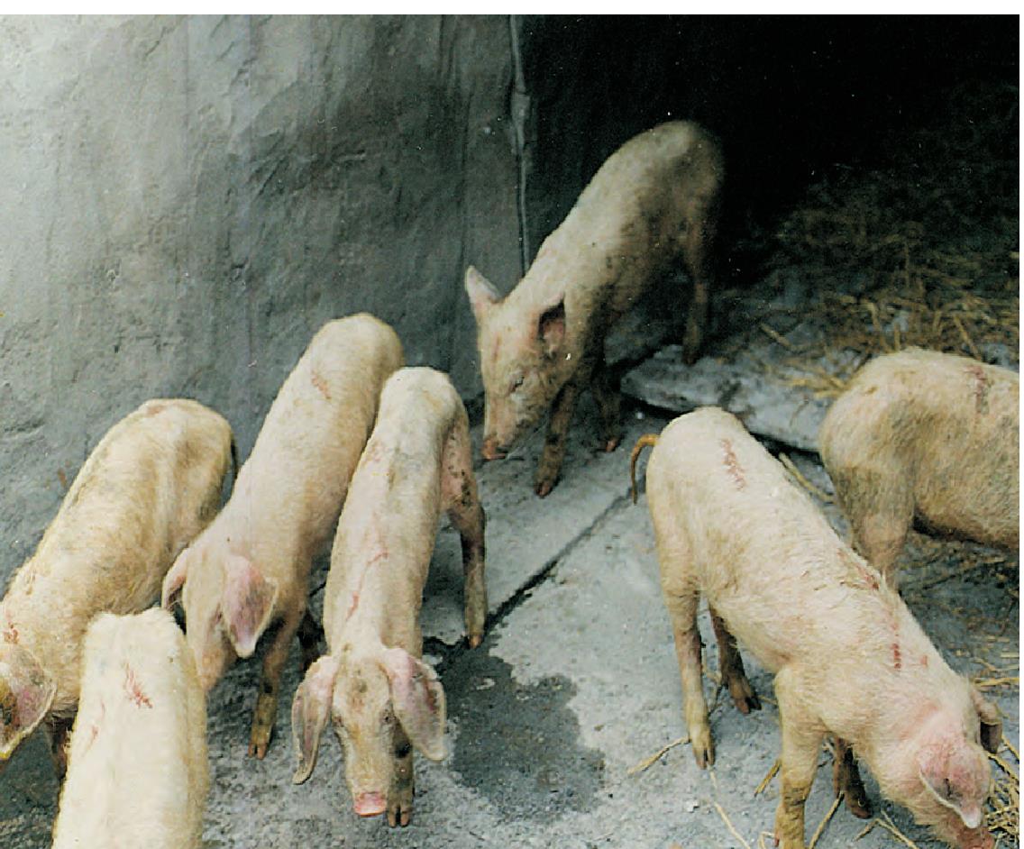 执业兽医网-执业考试-非洲猪瘟专题 | 养殖场预防非洲猪瘟有4招