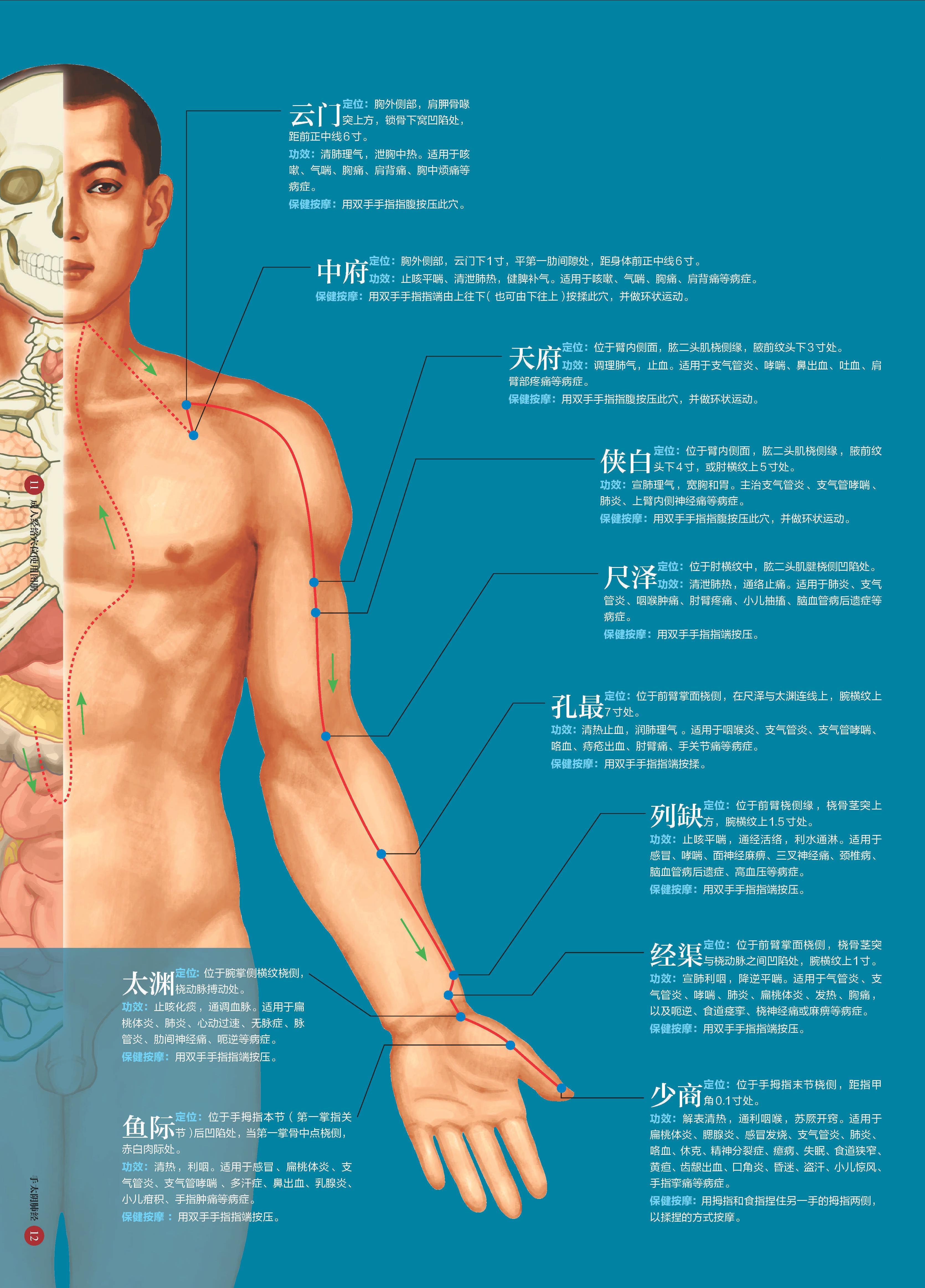图4-14 涡静脉-人体解剖学-医学