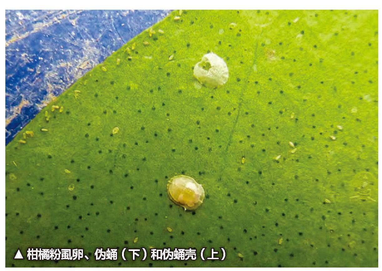产卵习性-中国稻区飞虱-图片