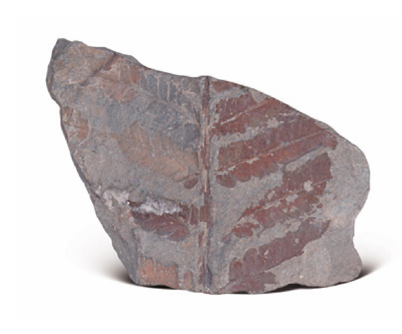 石炭纪蕨类化石