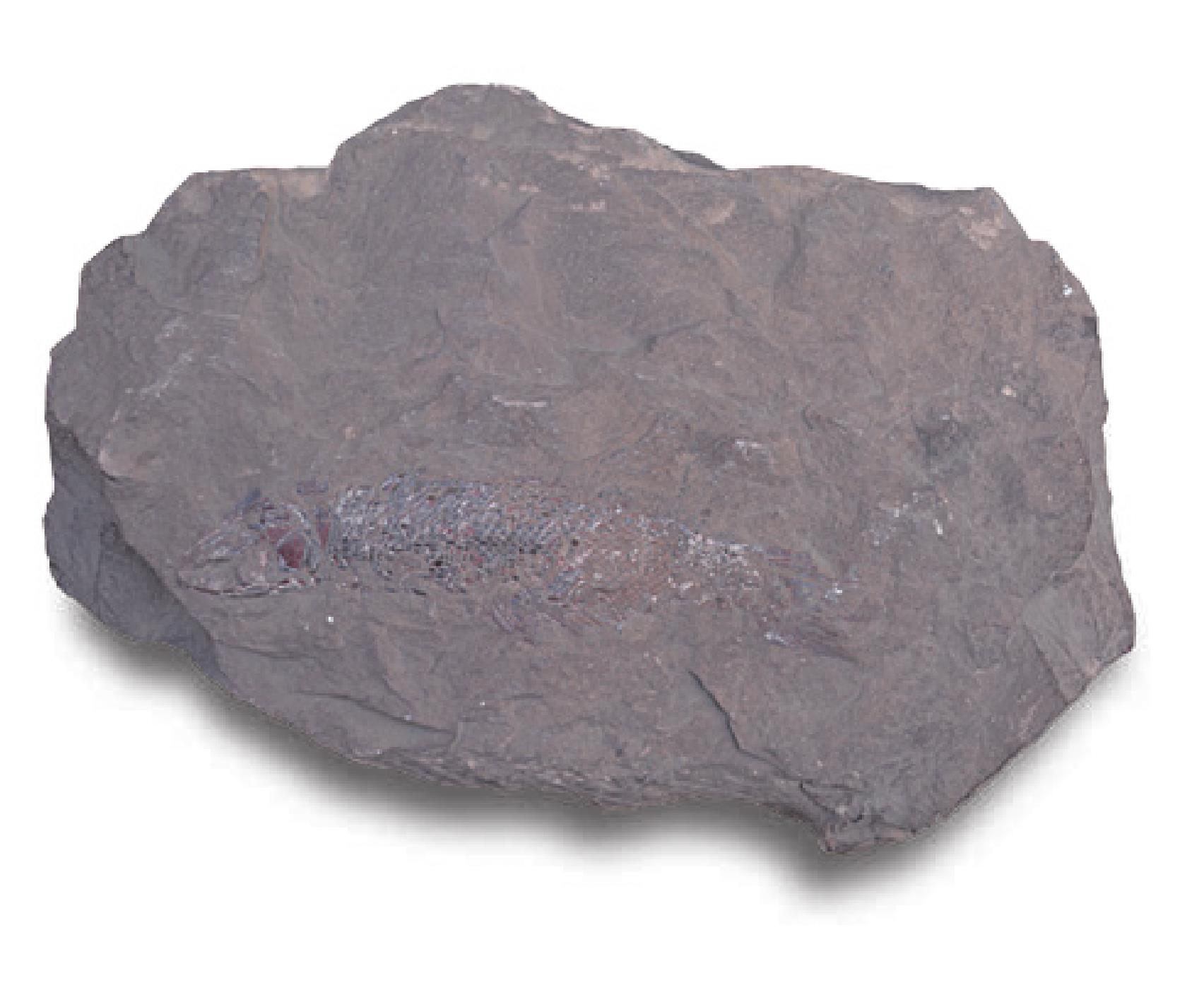 石炭纪鱼化石