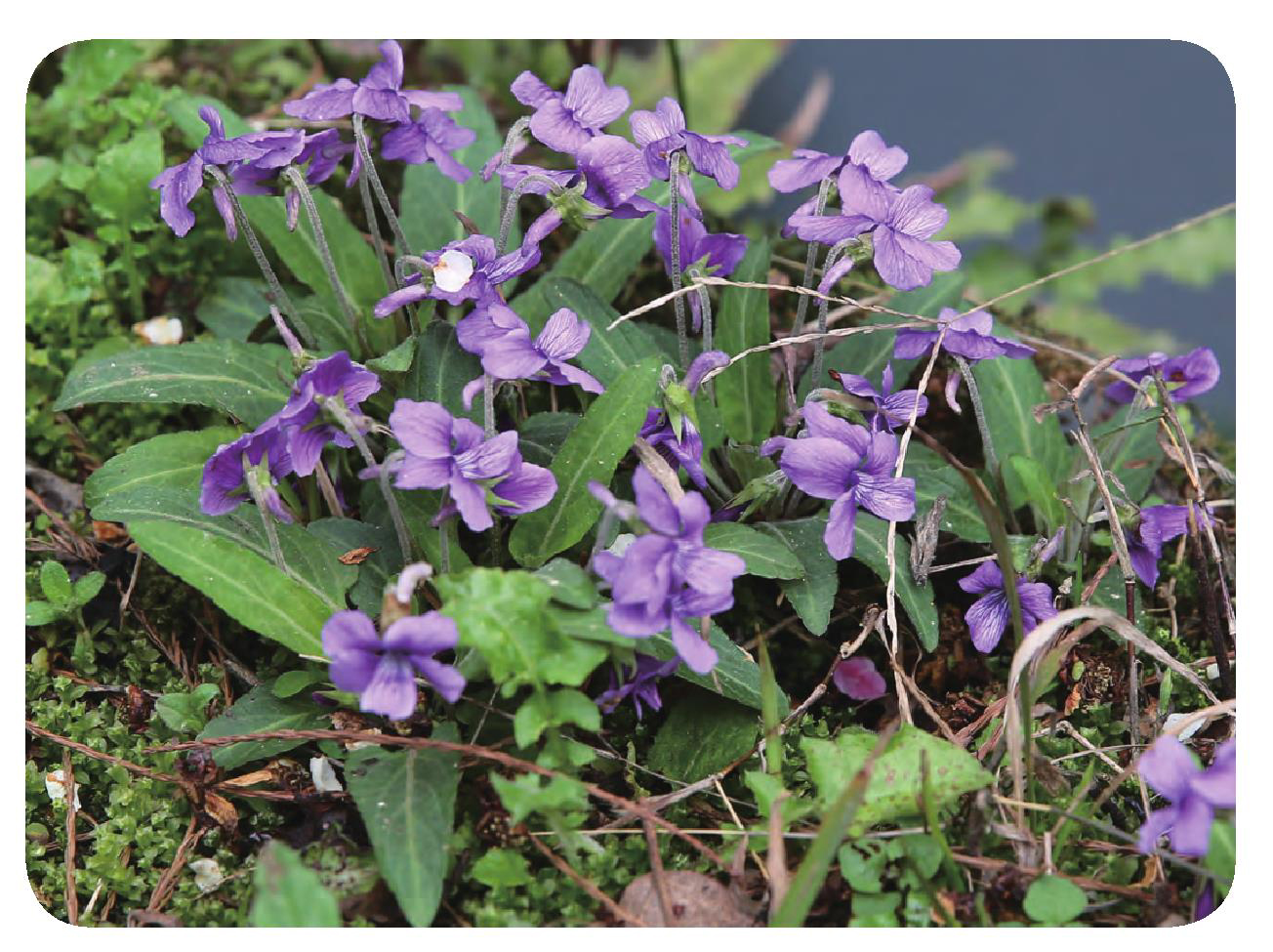 紫花地丁-药用植物花谱-图片
