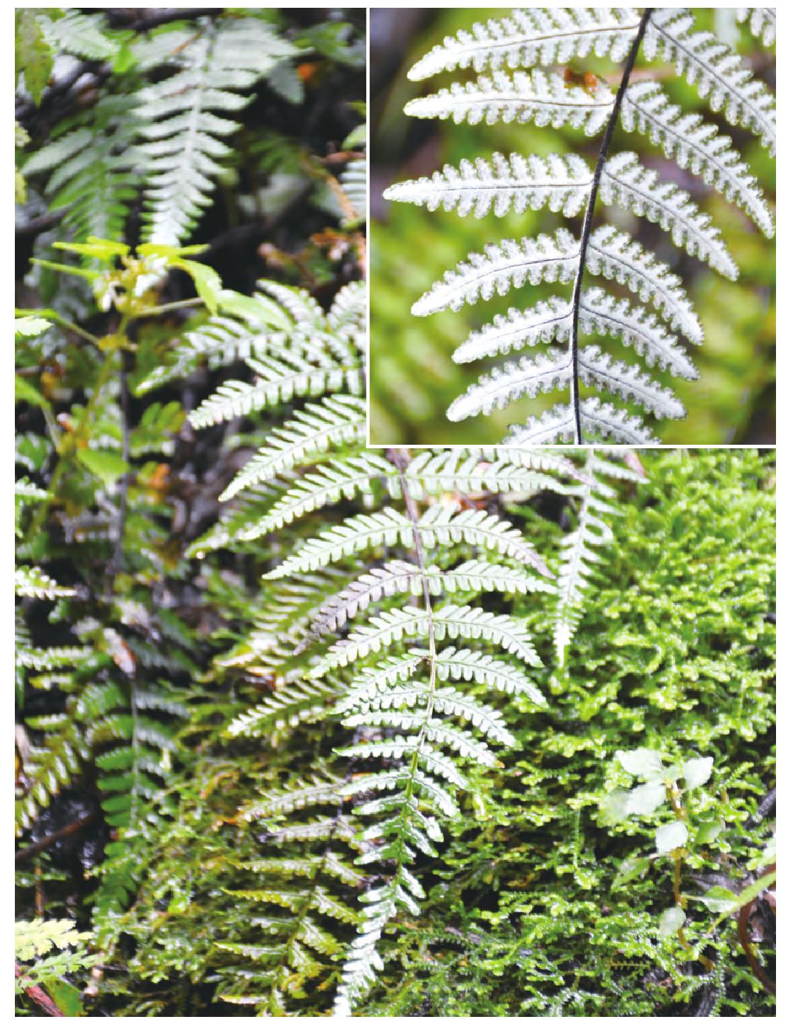 檵木-神农架植物-图片