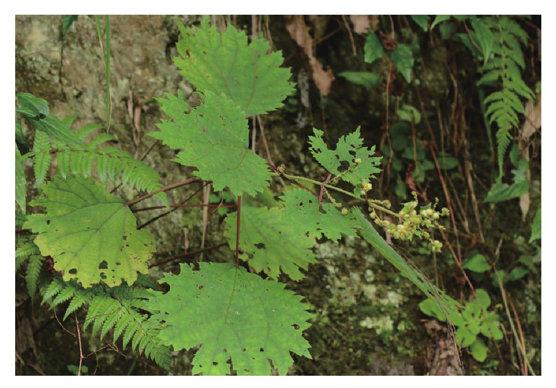 檵木-神农架植物-图片
