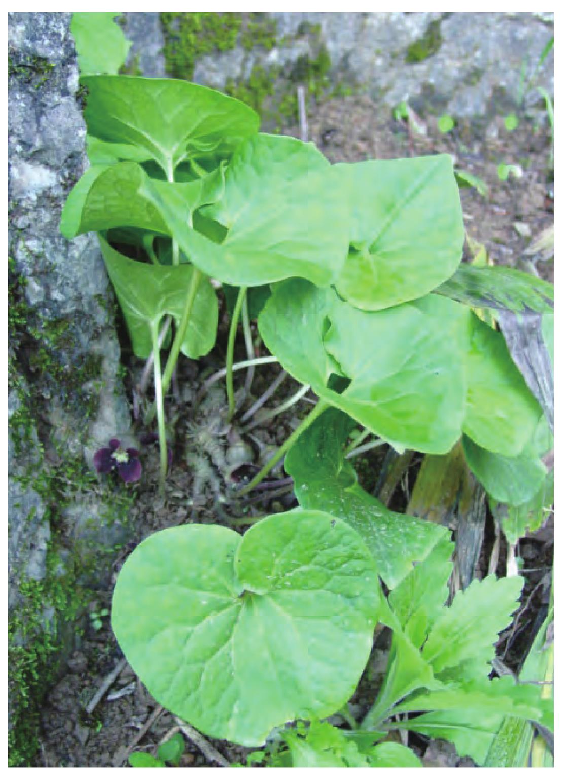 白薇-神农架植物-图片