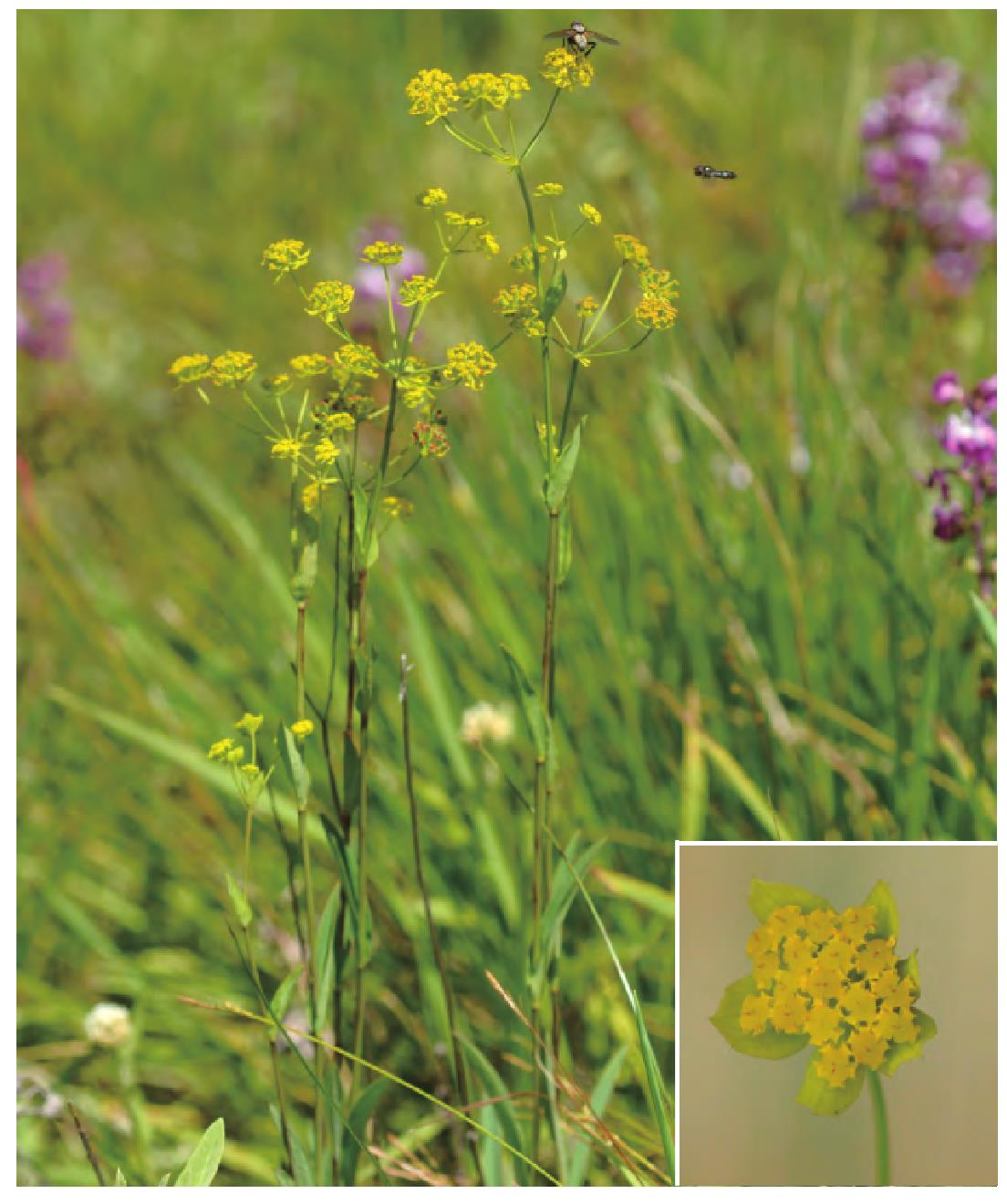 粉背蕨-神农架植物-图片
