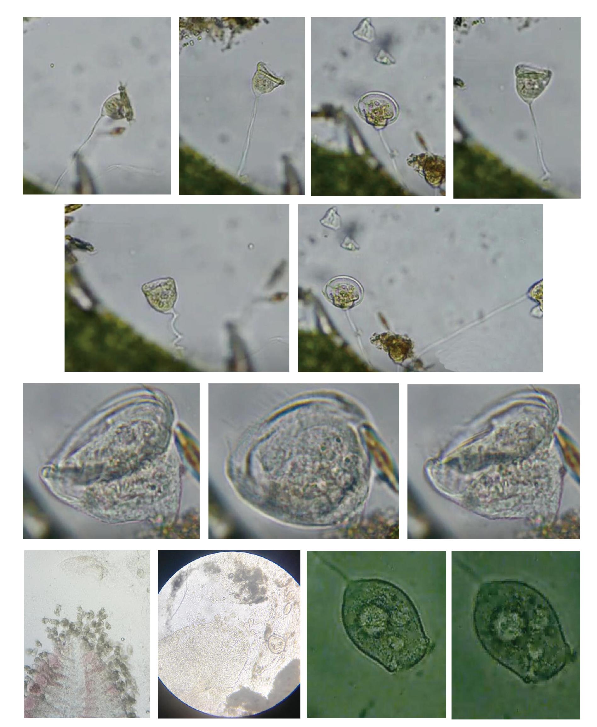 车轮虫-璇口轮虫-鬓毛虫-枝虫-丝状菌大合集 - 微生物镜检 - 污托邦社区